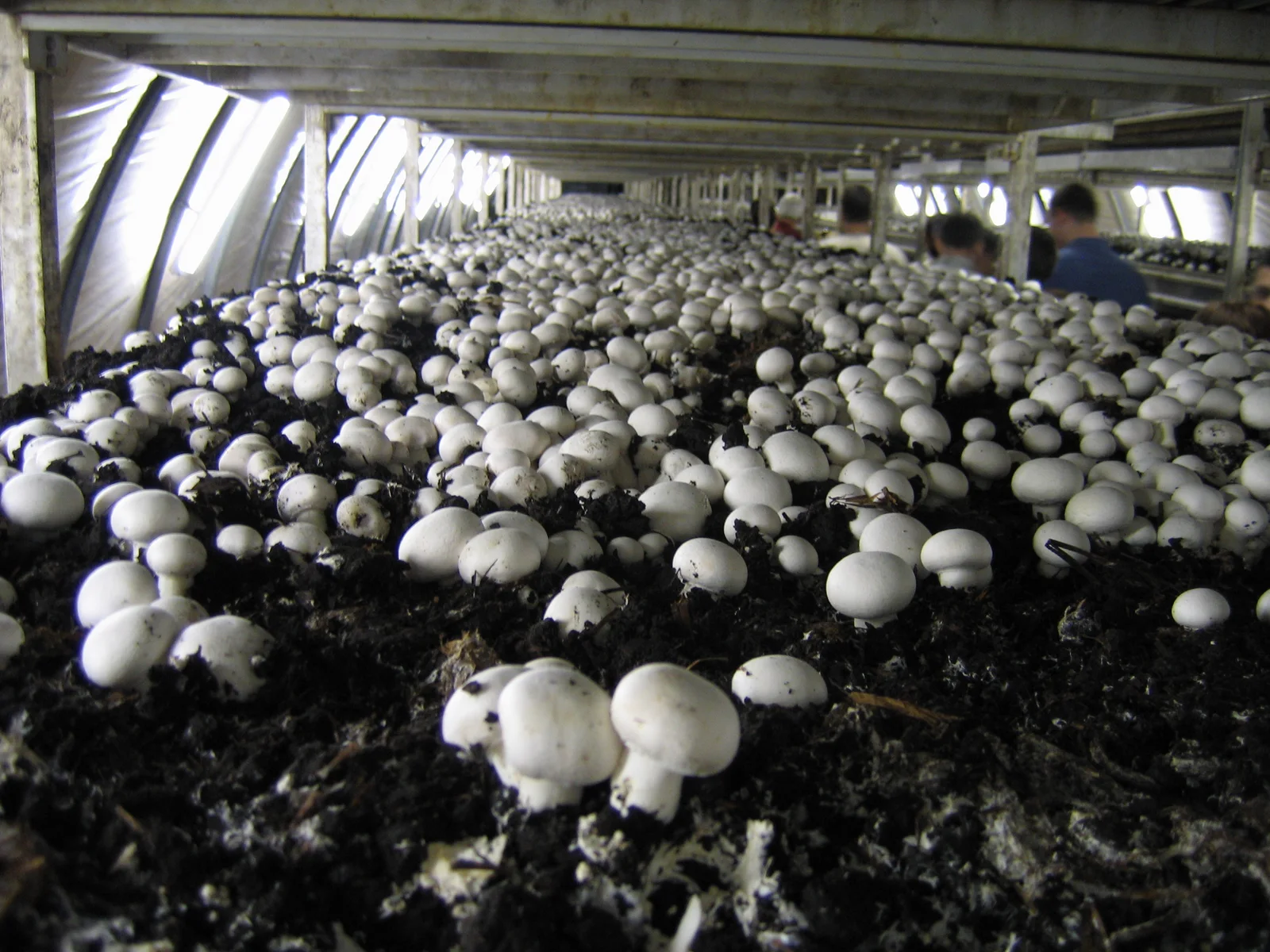 Reference photograph of mushroom cultivation, not an Instaon pilot site